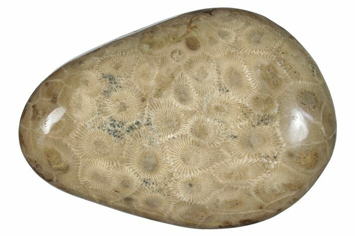 Polished Petoskey Stone (Fossil Coral) - Michigan #259350